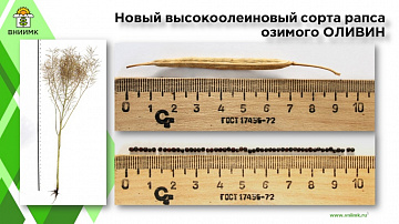 Первый в Российской Федерации высокоолеиновый сорт рапса озимого - Оливин